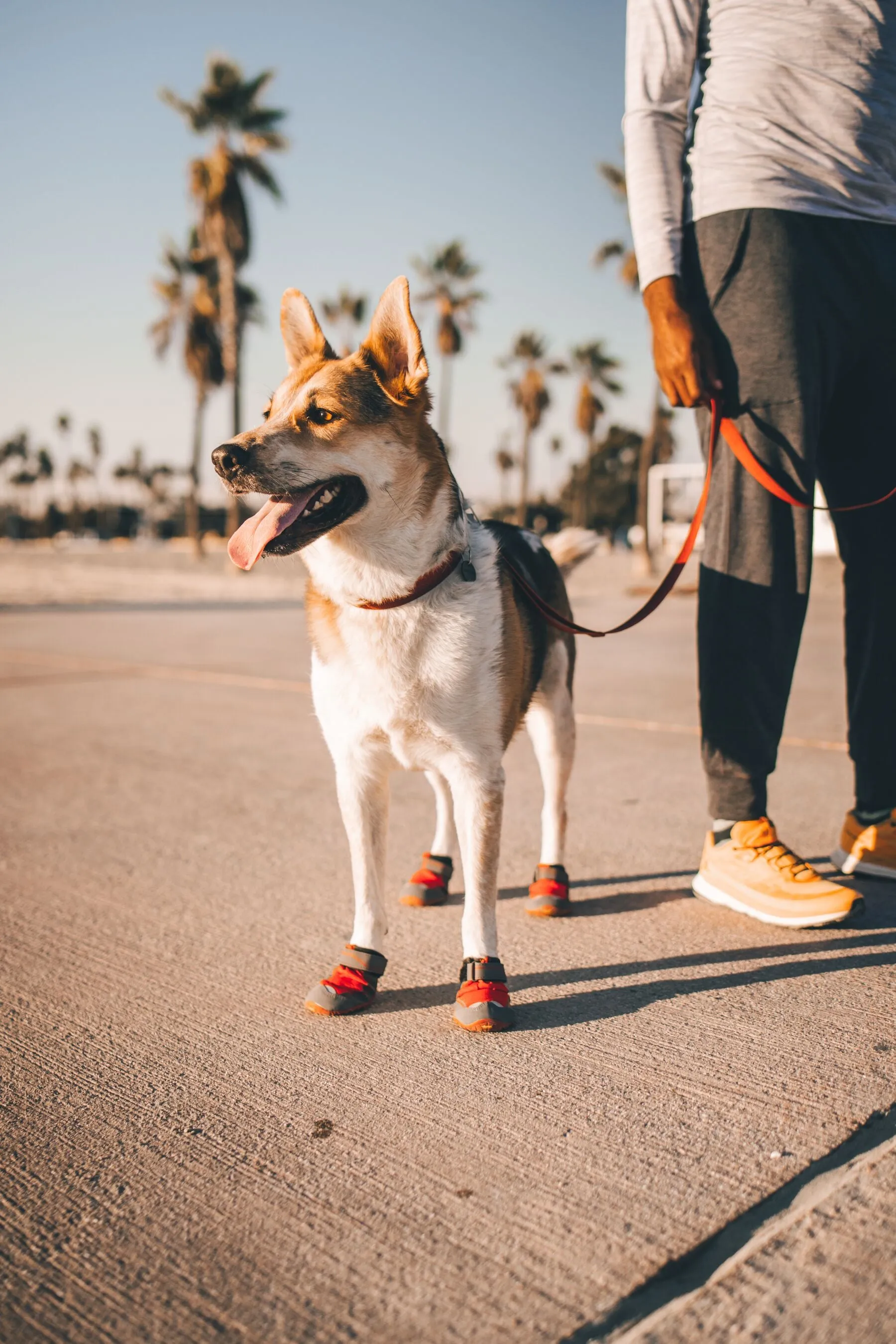 Ruffwear Grip Trex Dog Boots - set of two